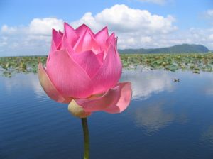 Lotus: in Asien ein Sinnbild f�r Reinheit und Sch�nheit