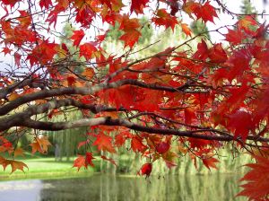 Indian Summer in Kanada