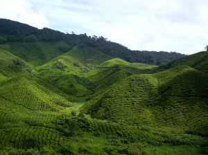 Grüne Teeplantagen in Malaysia
