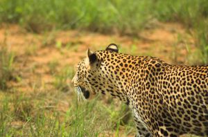 Gut getarnt streift der Gepard durch sein Revier