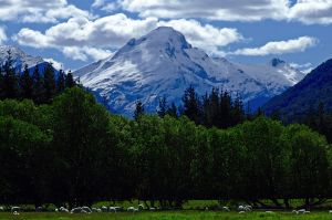 Kontraste in Neuseeland:Eisblaue Berge und Gletscher über grünen Wiesen und Wäldern