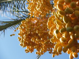 Pr�chtige Datteln an der Palme