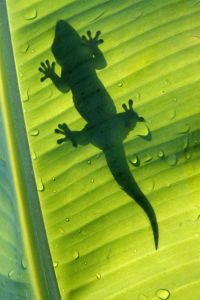 Kleine und gro�e Wildtiere warten in Venezuela auf ihre Entdeckung